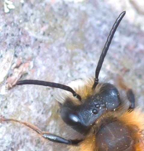 Andrena fulva